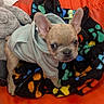 dog, french_bulldog, puppy, pet, animal, sitting, lying_down, hoodie, clothing, large_ears, short_snout, brown_fur, dark_eyes, plush_toy, blanket, colorful, cozy, indoor, basket, portrait