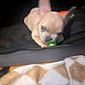 puppy, dog, pet, animal, small_dog, tan_fur, floppy_ear, upright_ear, green_toy, chewing, playful, cute, close_up, indoor, blanket, fabric, dark_background, portrait, face, mischievous