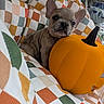 Sunny is registered to the contest to win money with this photo: dog, puppy, french_bulldog, pet, animal, face, eyes, ears, nose, sleepy, sitting, blanket, patchwork, pumpkin, halloween, orange, indoor, couch, cozy, portrait