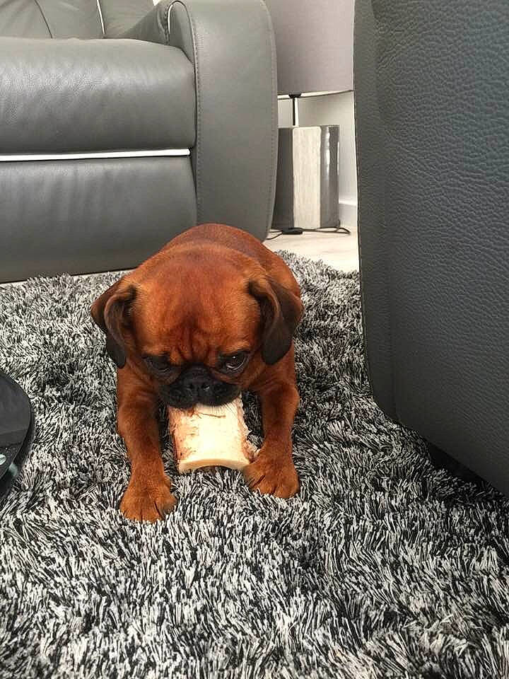 Maroussia participe au concours pour gagner de l'argent avec cette photo : brown, carnivore, chair, comfort, companion_dog, dog, dog_breed, fawn, floor, flooring, fur, hardwood, liver, plant, snout, tail, terrestrial_animal, whiskers, wood, working_animal