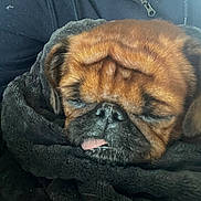 Maroussia a rejoint le concours — aidez-le/la à gagner de superbes lots ! animal, blanket, closeup, companion, cozy, cute, dog, domestic_animal, face, fur, fur_texture, indoor, person, pet, pug, resting, sleeping, snuggled, tongue_out, warm