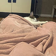 Isis Bacus a rejoint le concours — aidez-le/la à gagner de superbes lots ! animal, bed, bedroom, blanket, canine, cat, couch, dog, furniture, homedecor, indoors, kitten, linen, person, pet, quilt, room, sleeping, towel, white