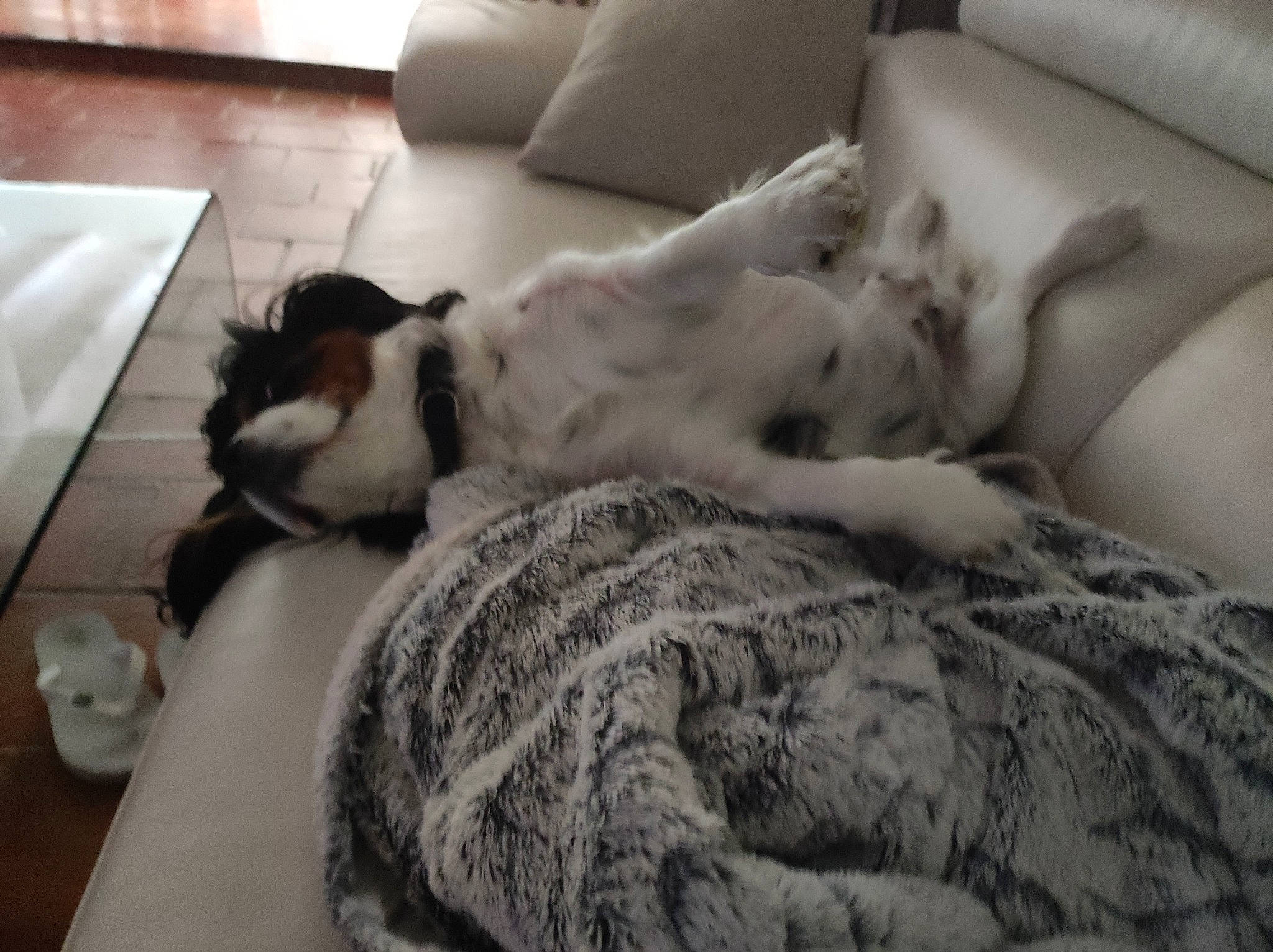 Nola participe au concours pour gagner de l'argent avec cette photo : bedding, carnivore, cat, comfort, companion_dog, couch, dog_breed, domestic_short_haired_cat, felidae, flooring, fur, grey, linens, living_room, small_to_medium_sized_cats, snout, tail, textile, whiskers, wood