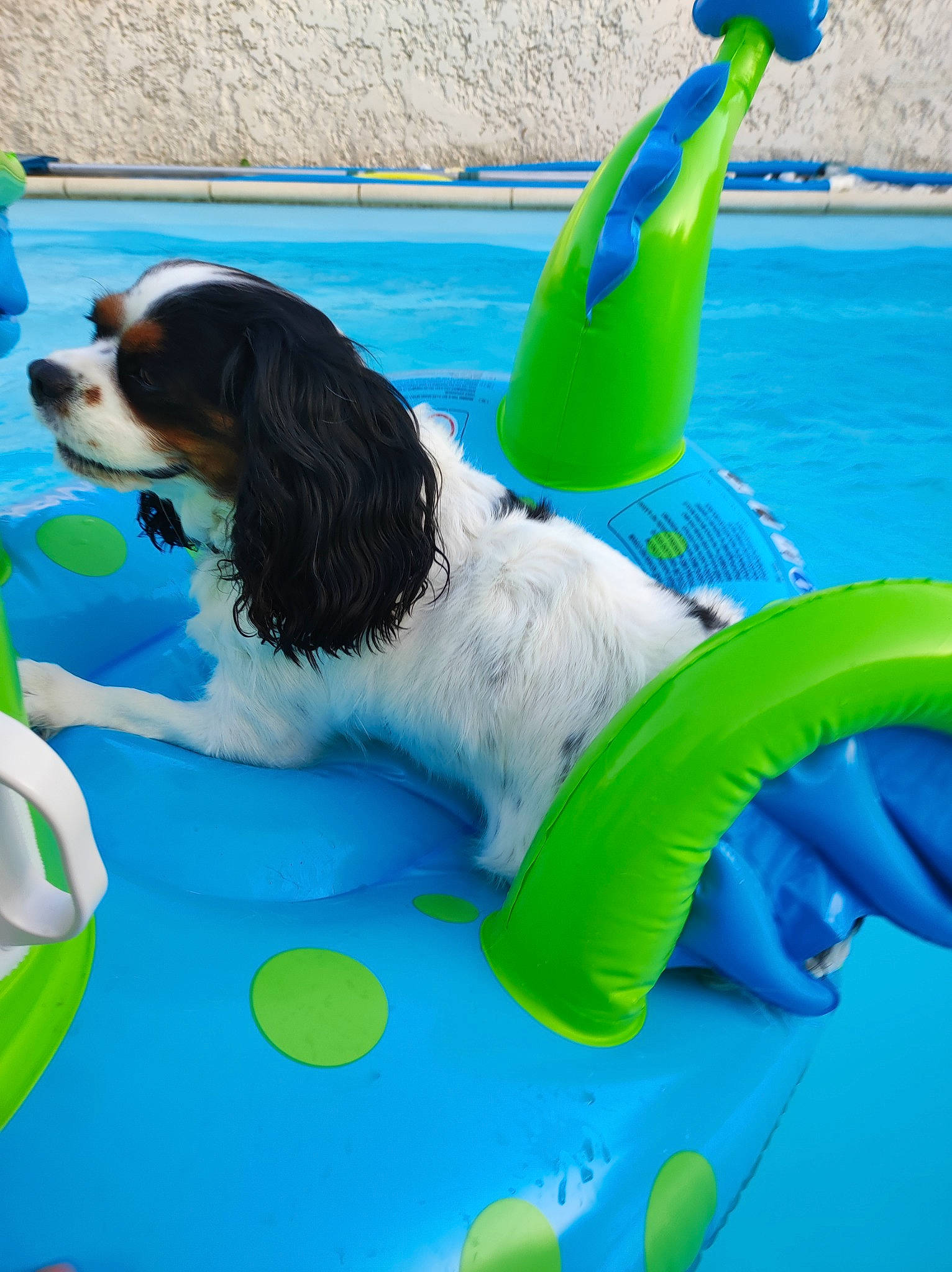 Nola participe au concours pour gagner de l'argent avec cette photo : blue, canidae, carnivore, cavalier_king_charles_spaniel, companion_dog, dog, dog_breed, dog_supply, electric_blue, fun, green, leisure, mammal, pet_supply, plastic, recreation, spaniel, sporting_group, water, water_dog