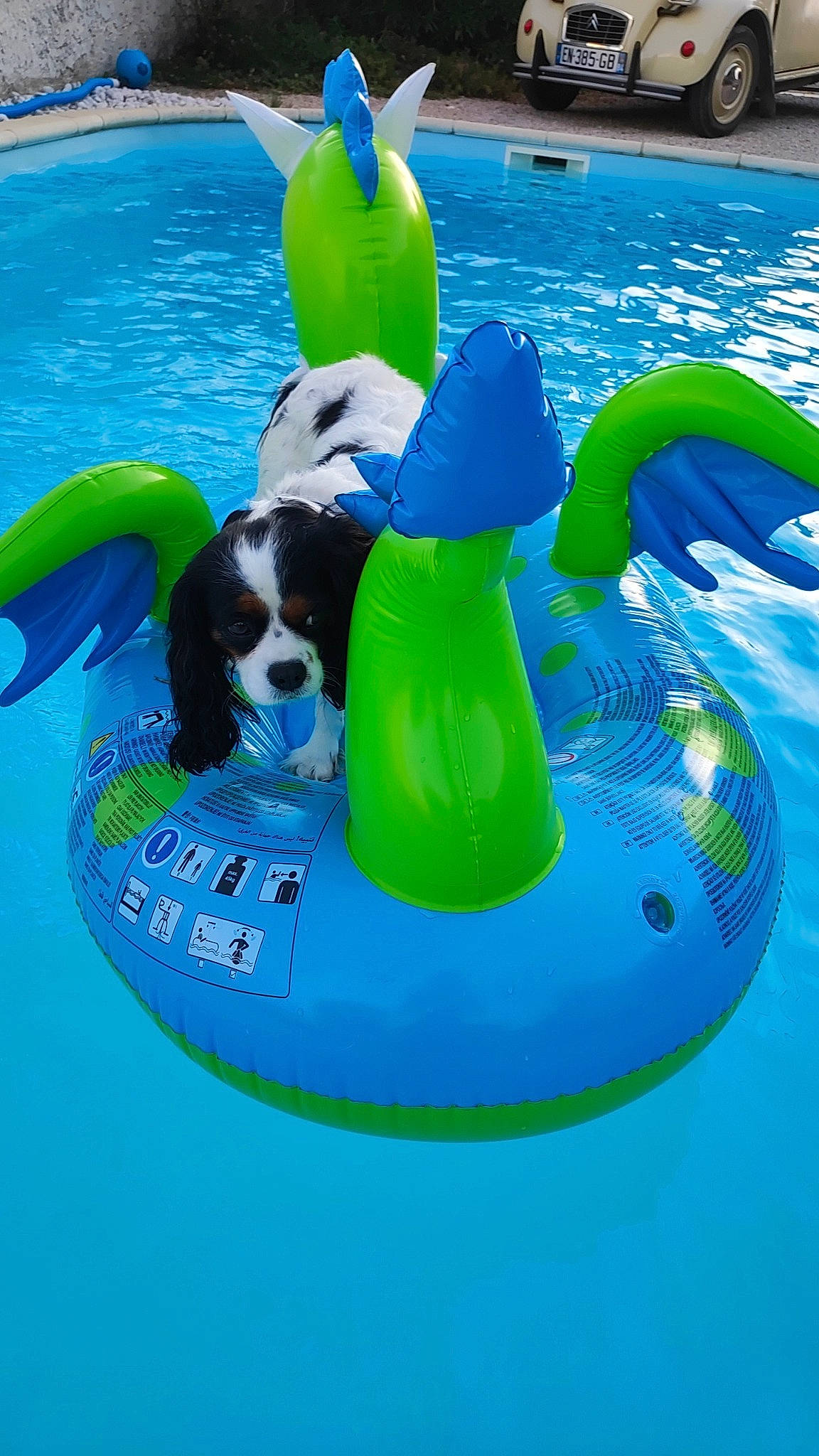 Nola participe au concours pour gagner de l'argent avec cette photo : aqua, azure, ball, bathing, blue, canidae, carnivore, circle, companion_dog, dog, dog_breed, electric_blue, fun, inflatable, leisure, liquid, play, recreation, swimming_pool, water