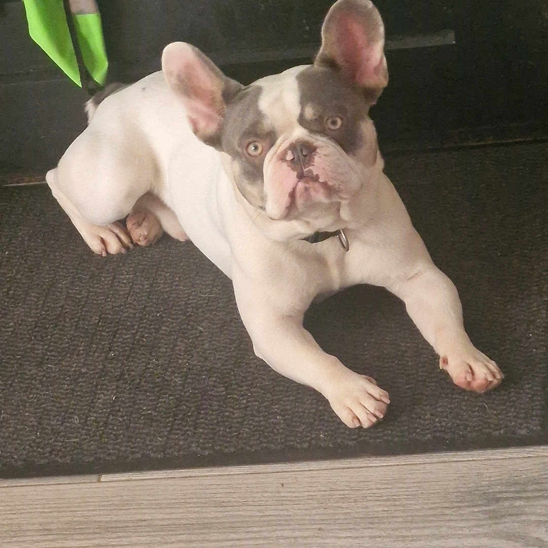 Husko participe au concours pour gagner de l'argent avec cette photo : animal, bag, collar, companion, curious, cute, dog, domestic, door, ears, floor, french_bulldog, household, indoor, jacket, lying_down, mat, pet, white_and_gray, wood_floor