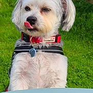 Bobby joined the competition — help win amazing prizes! animal, canine, collar, cute, daylight, dog, friendly, fur, grass, harness, leisure, nature, outdoor, pet, picnic_table, playful, sitting, summer, tongue_out, white_dog