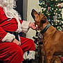 dog, santa_claus, christmas_tree, christmas_lights, holiday, indoor, festive, decorations, pet, animal, brown_dog, canine, holiday_season, celebration, christmas_ornaments, person_in_costume, fur_trim, black_boots, kneeling, home