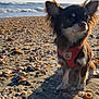 Milo a rejoint le concours — aidez-le/la à gagner de superbes lots ! dog, beach, seashells, sand, ocean, waves, sky, sunlight, outdoor, pet, small_dog, red_harness, fluffy_ears, sitting, nature, coast, shore, daytime, animal, quiet