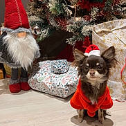 Milo a rejoint le concours — aidez-le/la à gagner de superbes lots ! dog, christmas_tree, present, gnome, holiday, festive, hat, red_clothing, decorations, indoor, floor, toy, small_dog, pet, fur, holiday_season, ornament, shadow, celebration, cute
