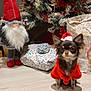 dog, christmas_tree, present, gnome, holiday, festive, hat, red_clothing, decorations, indoor, floor, toy, small_dog, pet, fur, holiday_season, ornament, shadow, celebration, cute