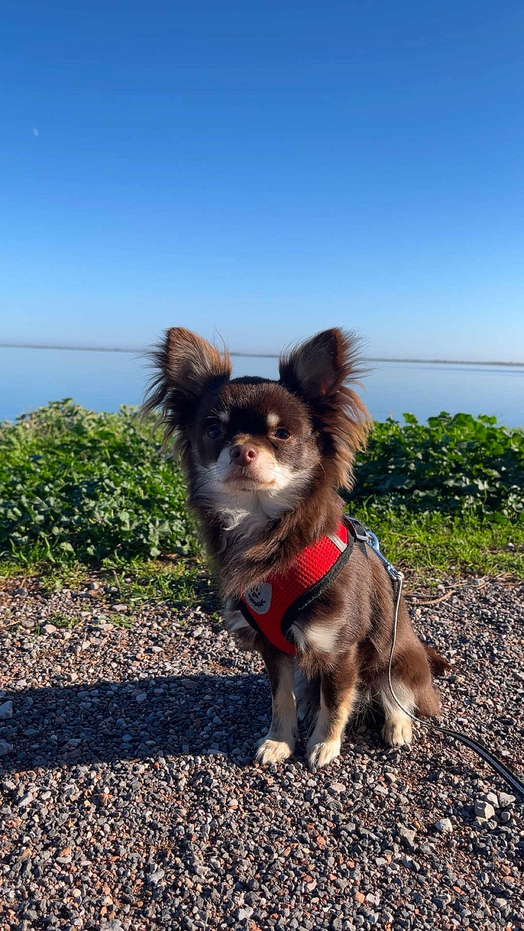 Milo participe au concours pour gagner de l'argent avec cette photo : dog, small_dog, brown_dog, red_harness, outdoor, nature, lake, gravel, greenery, sunlight, daytime, pet, canine, cute, ears_up, sitting, leash, calm, scenic, blue_sky