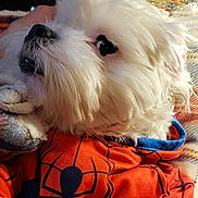 Rhino joined the competition — help win amazing prizes! animal, blanket, close_up, companion, costume, cozy, cute, dog, domestic_animal, fluffy, fur, hoodie, indoor, laying_down, looking_up, orange_clothing, pet, puppy, spider_design, white_dog