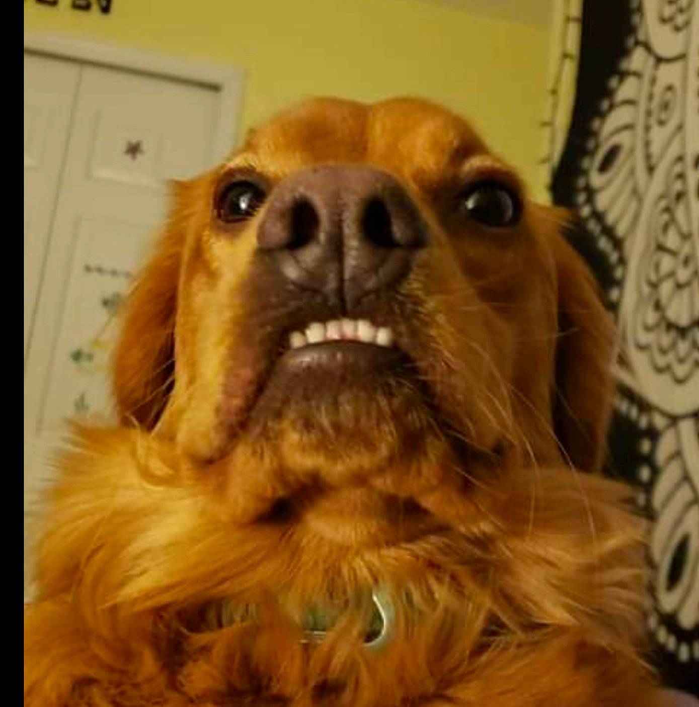 Izabella is registered to the contest to win money with this photo: american_cocker_spaniel, canidae, caramel_color, carnivore, cavalier_king_charles_spaniel, cocker_spaniel, companion_dog, dog, dog_breed, english_cocker_spaniel, mammal, nose, photography, rare_breed_dog, snout, spaniel, sporting_group, sussex_spaniel, vertebrate, whiskers