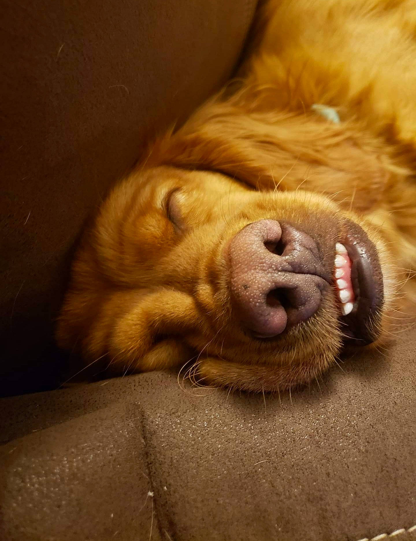 Izabella is registered to the contest to win money with this photo: canidae, carnivore, close_up, dog, dog_breed, english_cocker_spaniel, fawn, fur, golden_retriever, labrador_retriever, mouth, nose, nova_scotia_duck_tolling_retriever, retriever, sleep, snout, spaniel, sporting_group, vizsla, whiskers