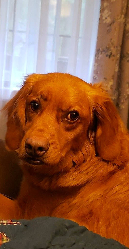 Izabella joined the competition — help win amazing prizes! canidae, caramel_color, carnivore, companion_dog, dog, dog_breed, fawn, fur, golden_retriever, mammal, nova_scotia_duck_tolling_retriever, rare_breed_dog, retriever, small_greek_domestic_dog, snout, sporting_group, vertebrate, whiskers
