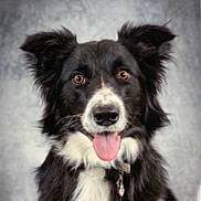 Gaïa participe au concours pour gagner de l'argent avec cette photo : dog, border_collie, black_and_white, tongue_out, pet, animal, portrait, fur, ears, collar, friendly, happy, canine, mammal, studio, background, cute, domestic_animal, looking_at_camera, close_up