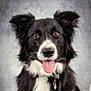 dog, border_collie, black_and_white, tongue_out, pet, animal, portrait, fur, ears, collar, friendly, happy, canine, mammal, studio, background, cute, domestic_animal, looking_at_camera, close_up