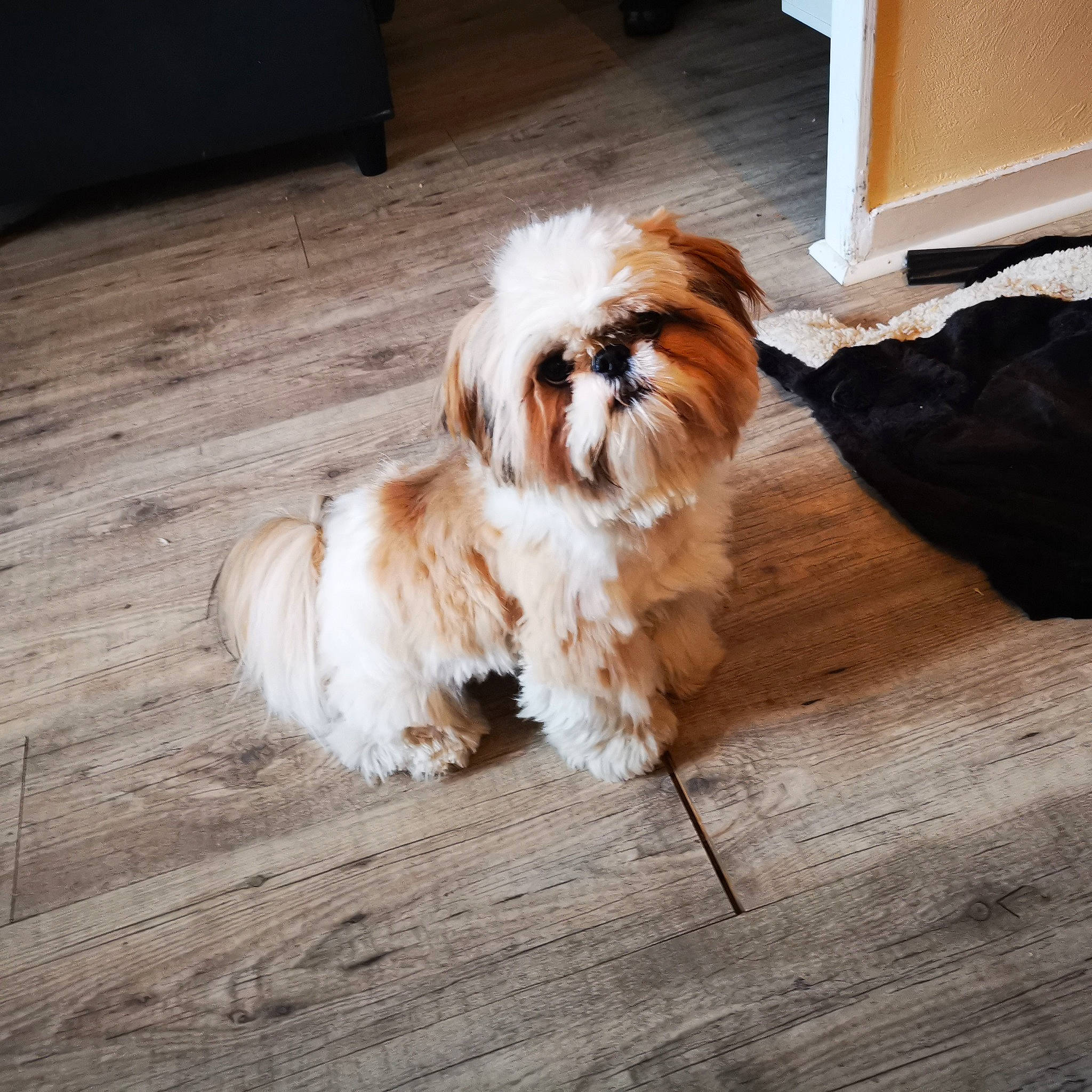 Pilou a rejoint le concours — aidez-le/la à gagner de superbes lots ! canidae, carnivore, chinese_imperial_dog, companion_dog, dog, dog_breed, floor, flooring, fur, lhasa_apso, liver, maltepoo, mammal, morkie, non_sporting_group, puppy, shih_tzu, snout, sporting_group, toy_dog