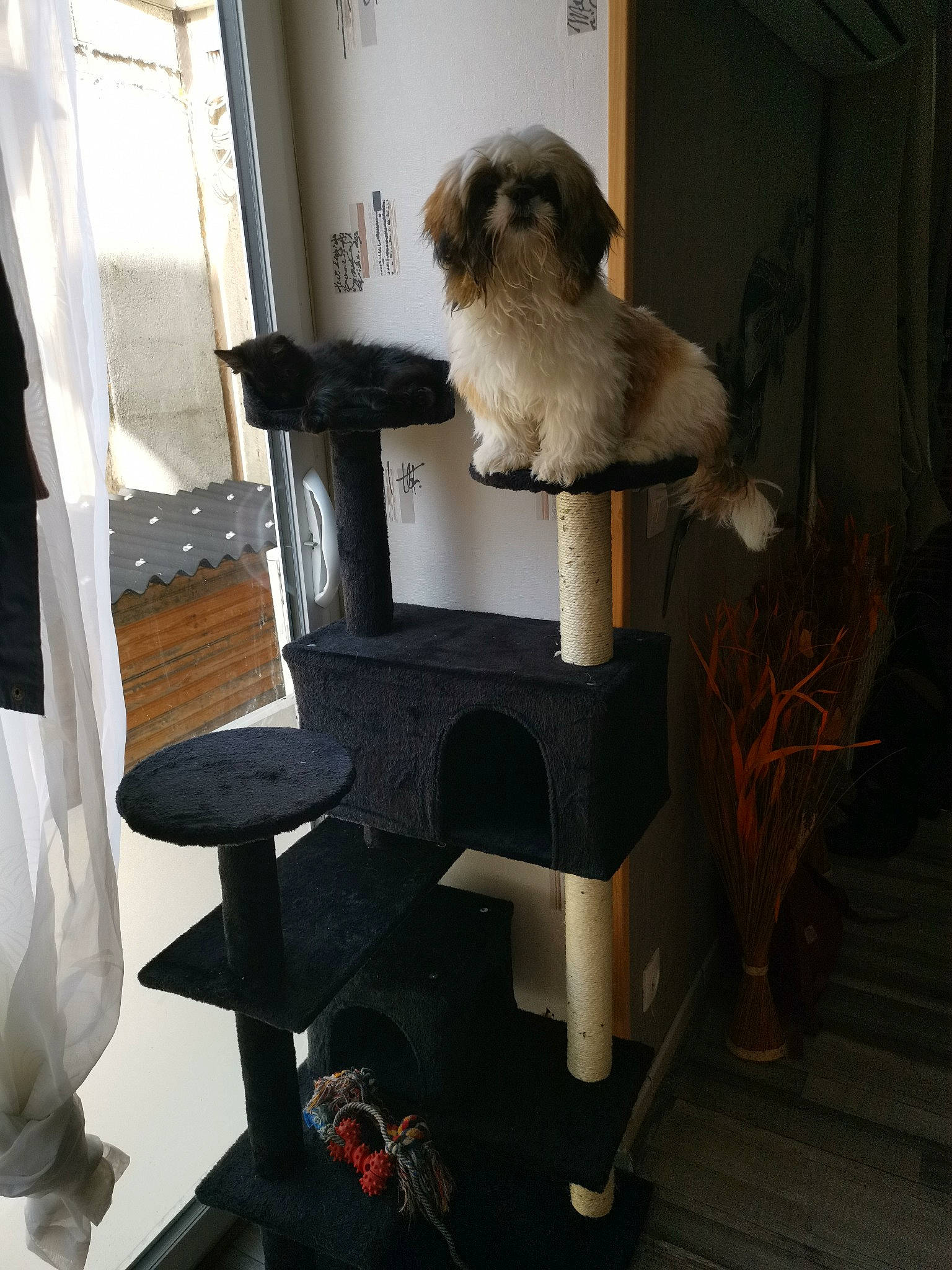 Pilou a rejoint le concours — aidez-le/la à gagner de superbes lots ! canidae, carnivore, companion_dog, dog, dog_breed, furniture, morkie, non_sporting_group, puppy, shih_tzu, tibetan_terrier, toy_dog