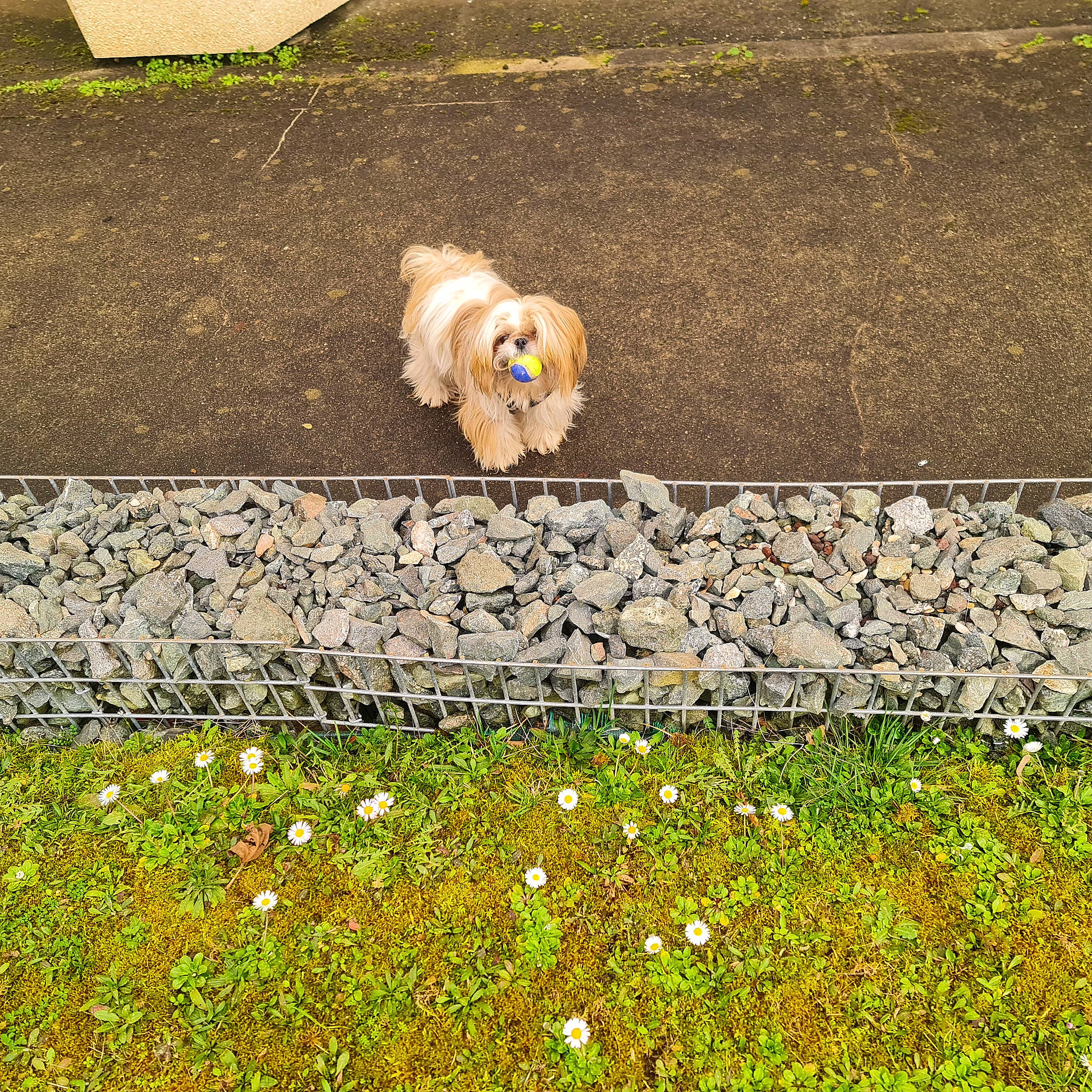 Pilou participe au concours pour gagner de l'argent avec cette photo : asphalt, carnivore, companion_dog, dog, dog_breed, fawn, flooring, flower, grass, groundcover, lawn, people_in_nature, plant, rectangle, road_surface, shrub, sidewalk, tail, toy, yellow