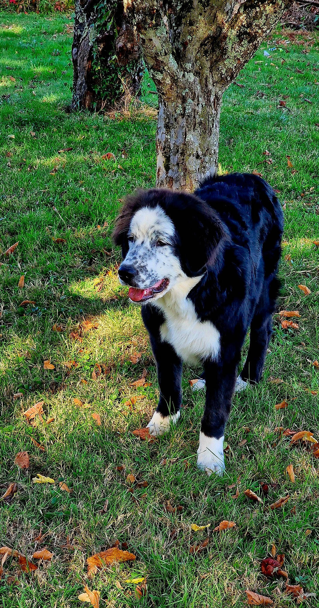 Shadow participe au concours pour gagner de l'argent avec cette photo : canidae, carnivore, companion_dog, dog, dog_breed, fur, grass, groundcover, plant, snout, sporting_group, terrestrial_animal, tree, trunk, working_dog