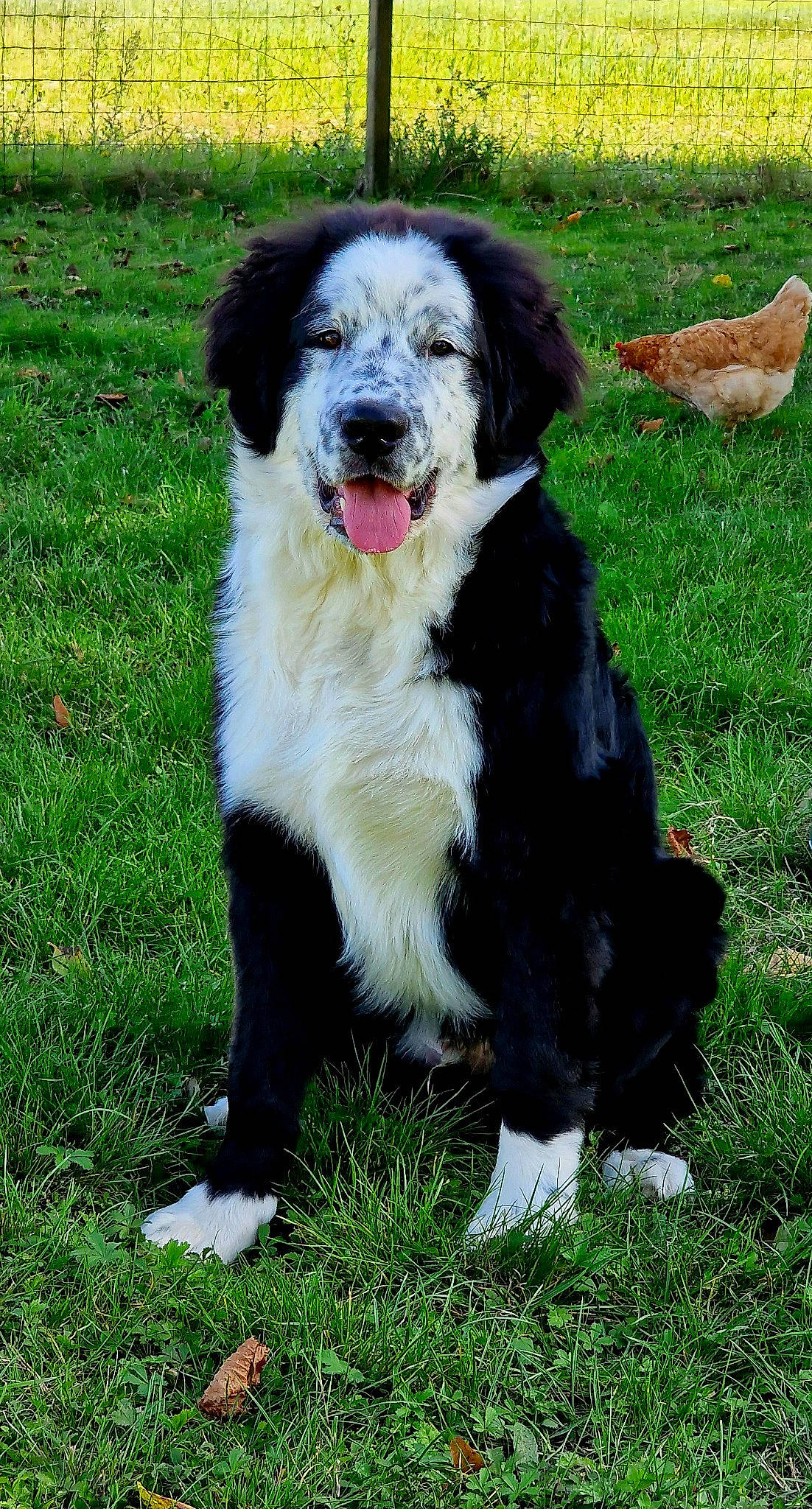 Shadow participe au concours pour gagner de l'argent avec cette photo : border_collie, carnivore, companion_dog, dog, dog_breed, fur, grass, herding_dog, plant, sporting_group, vertebrate, working_dog