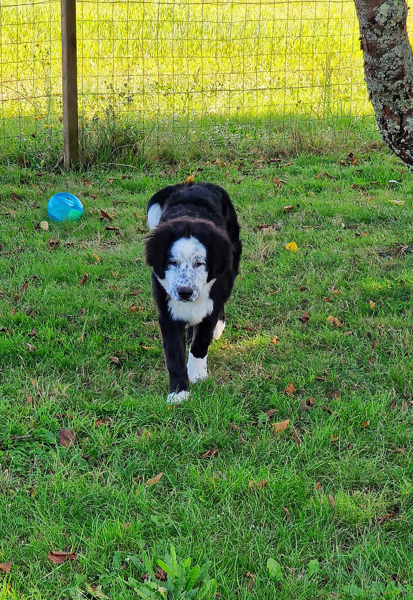 Shadow a rejoint le concours — aidez-le/la à gagner de superbes lots ! border_collie, canidae, carnivore, companion_dog, dog, dog_agility, dog_breed, dog_sports, fence, grass, groundcover, gun_dog, herding_dog, lawn, plant, shade, sporting_group, tail, tree, working_dog