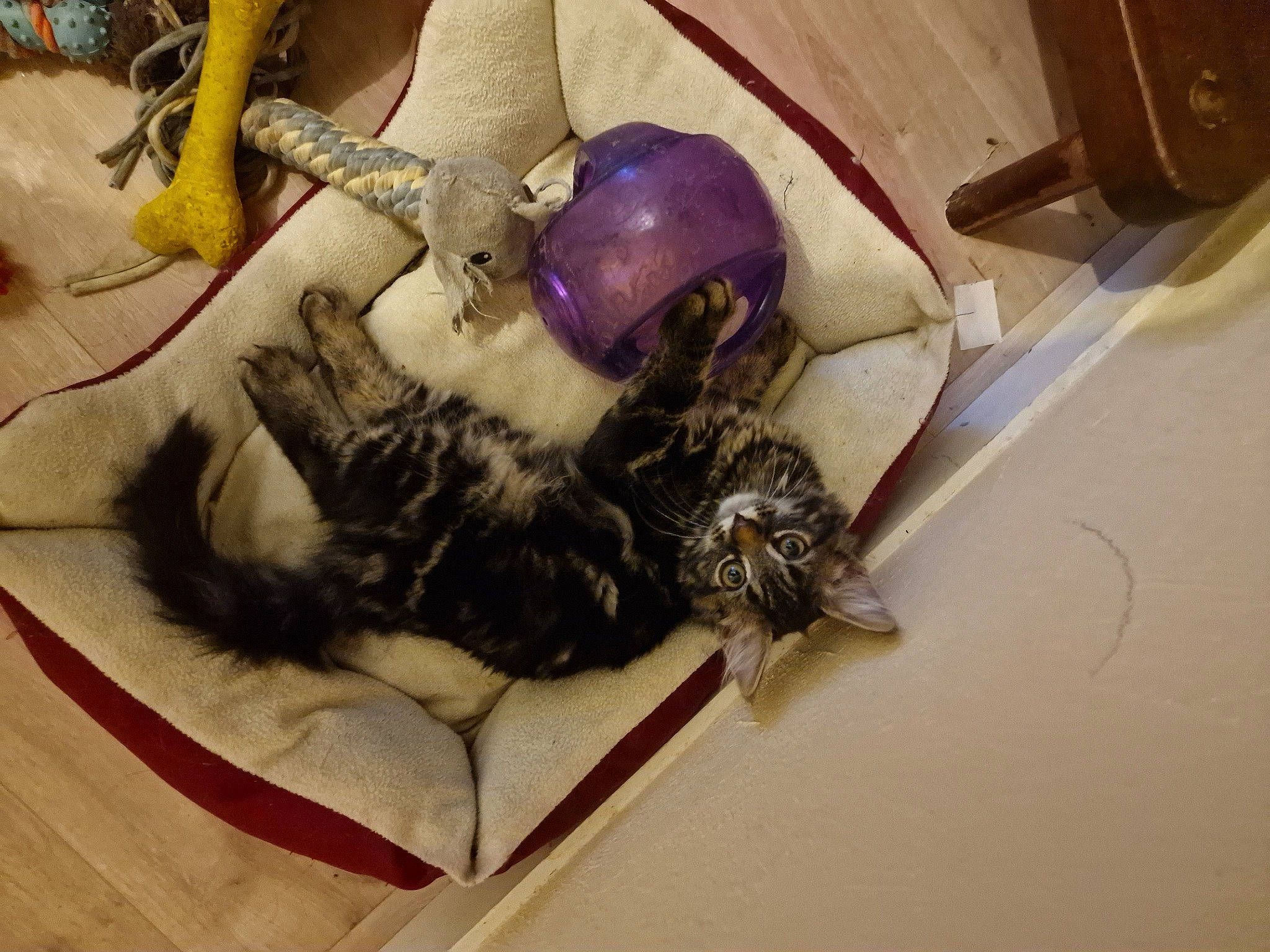 Thonnere participe au concours pour gagner de l'argent avec cette photo : carnivore, cat, claw, comfort, domestic_short_haired_cat, felidae, flooring, fur, glove, helmet, machine, medical_glove, paw, room, safety_glove, small_to_medium_sized_cats, surgical_instrument, tail, whiskers, wood