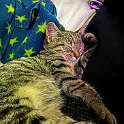 Squeak is registered to the contest to win money with this photo: cat, tabby, sleeping, cozy, blanket, stars, fur, whiskers, pet, domestic_animal, resting, cute, animal, feline, closeup, indoor, comfort, soft, relaxation, nap
