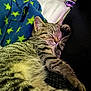 cat, tabby, sleeping, cozy, blanket, stars, fur, whiskers, pet, domestic_animal, resting, cute, animal, feline, closeup, indoor, comfort, soft, relaxation, nap