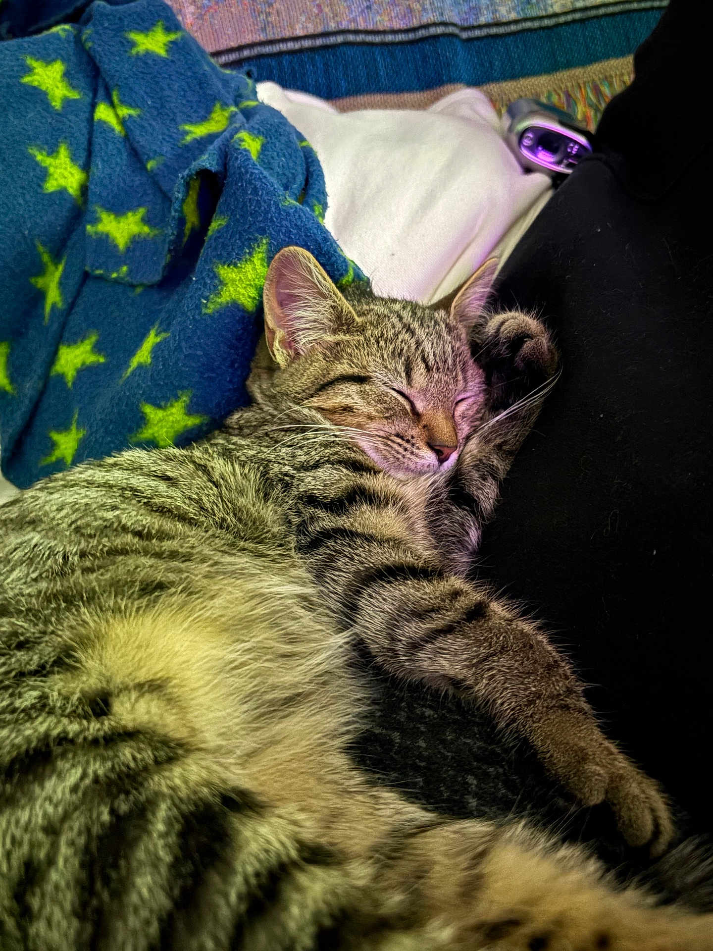 Squeak is registered to the contest to win money with this photo: cat, tabby, sleeping, cozy, blanket, stars, fur, whiskers, pet, domestic_animal, resting, cute, animal, feline, closeup, indoor, comfort, soft, relaxation, nap