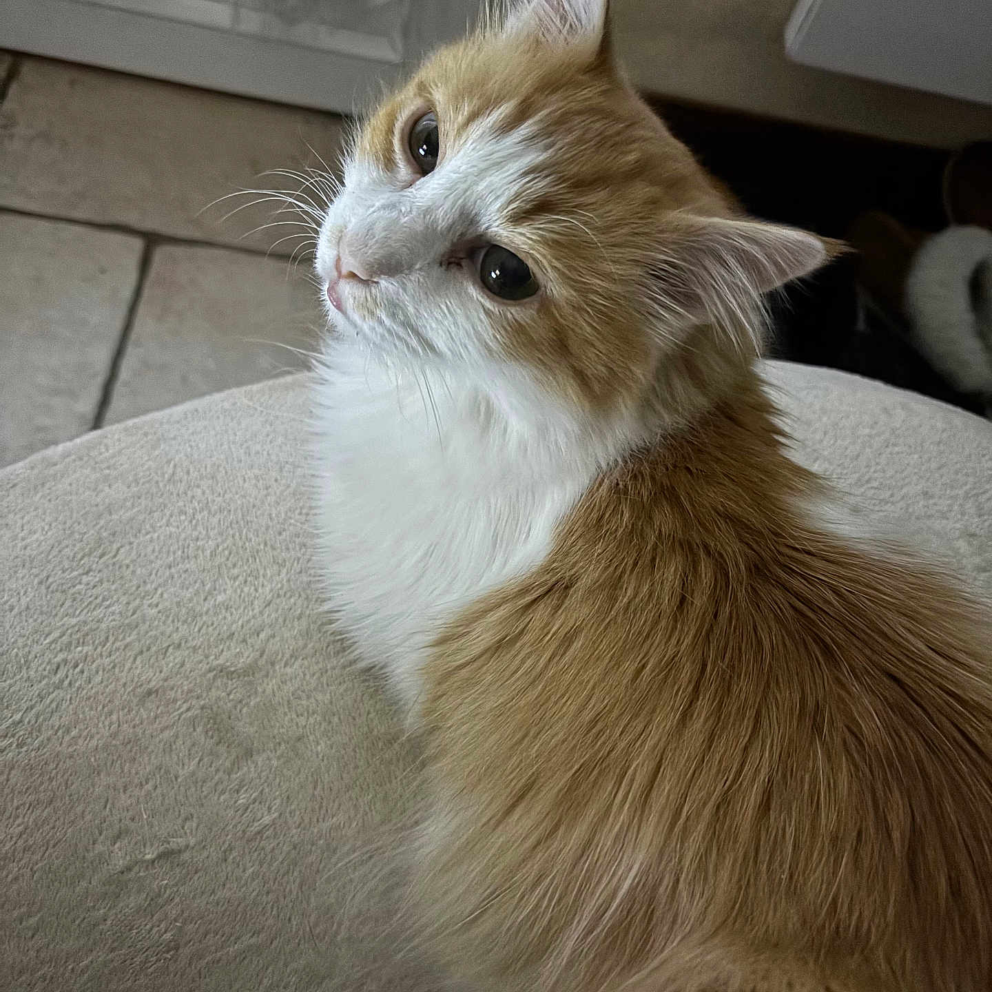 Cyclo participe au concours pour gagner de l'argent avec cette photo : abyssinian, angora, animal, architecture, building, cat, chair, couch, furniture, hardwood, indoors, kitten, livingroom, manx, pet, room, siamese, wood