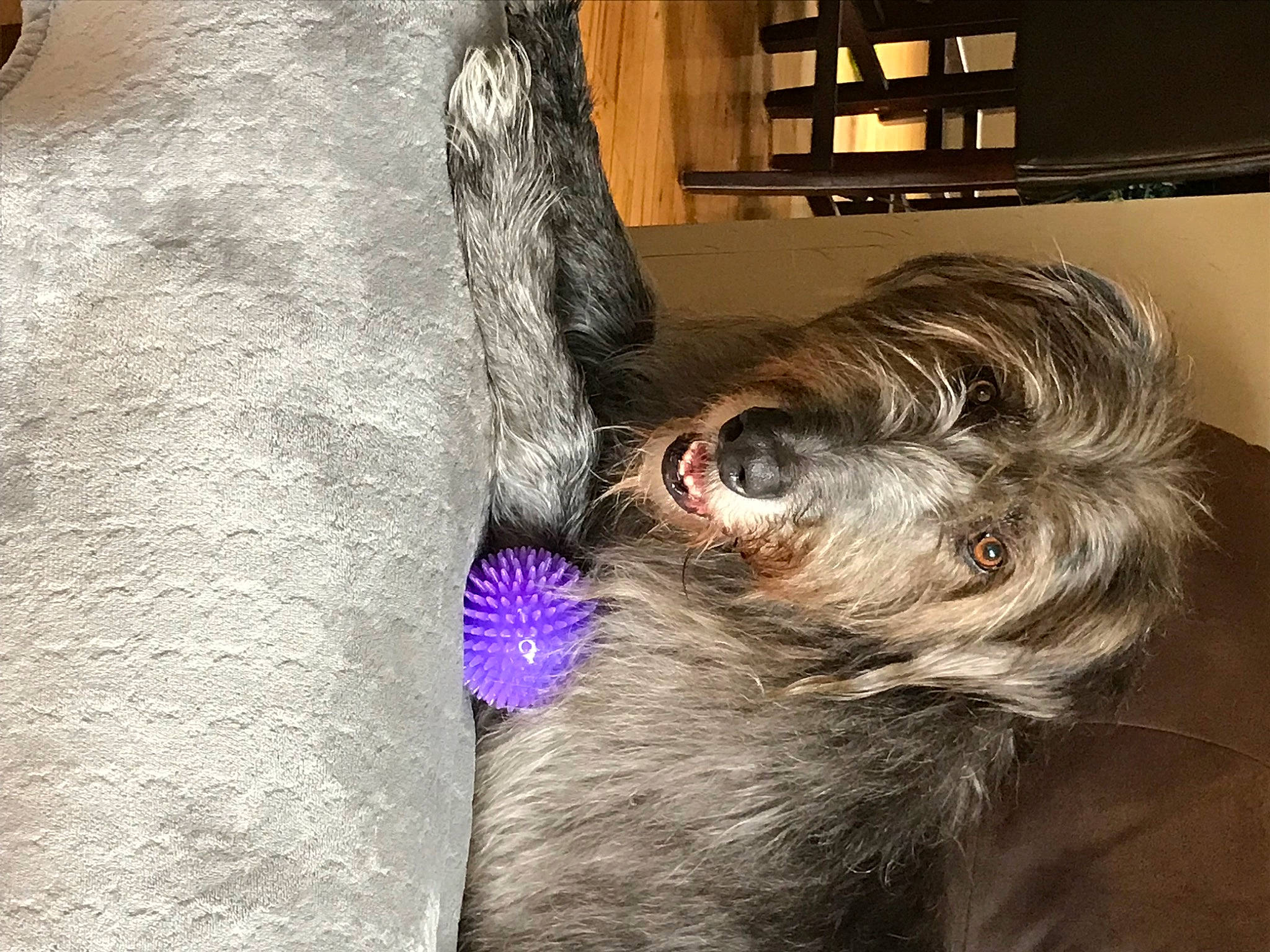 Faelan joined the competition — help win amazing prizes! carnivore, chinese_crested_dog, companion_dog, dog, dog_breed, electric_blue, fawn, feather, flower, fur, liver, mammal, plant, small_terrier, snout, sporting_group, terrier, toy_dog, whiskers, working_animal