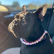 Frida a rejoint le concours — aidez-le/la à gagner de superbes lots ! accessories, animal, boxer, bulldog, canine, collar, dog, frenchbulldog, jewelry, necklace, pet, pitbull, pug, puppy, purple, snout