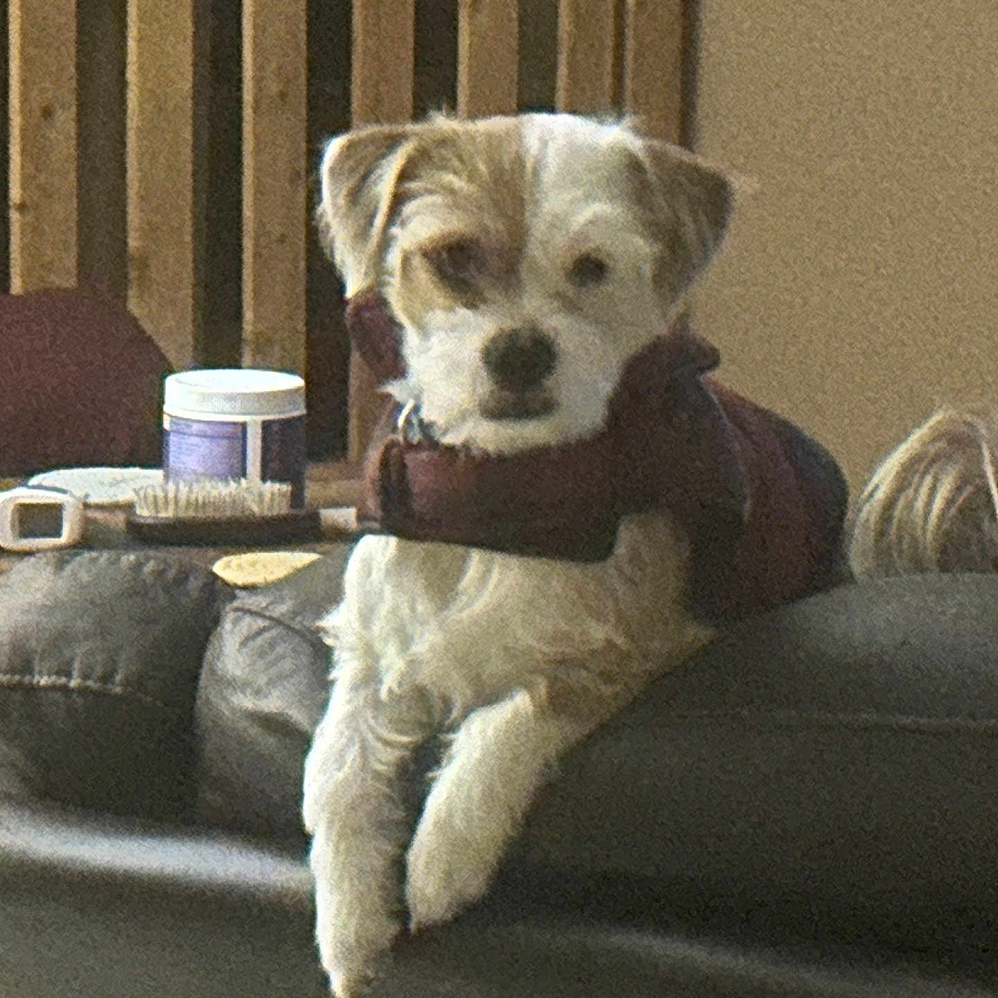 Jax is registered to the contest to win money with this photo: animal, brown_fur, brush, calm, container, cozy, dog, domestic, furniture, household, indoor, jacket, leather_couch, looking, pet, relaxed, resting, side_view, table, white_fur