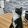 Oreo joined the competition — help win amazing prizes! kitten, cat, black_and_white, blue_eyes, fluffy, indoor, table, wooden_table, looking_up, pet, animal, feline, domestic_cat, curious, young_cat, household, chair, brick_wall, background, fur