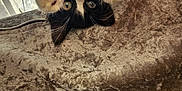 Oreo joined the competition — help win amazing prizes! kitten, cat, black_and_white, upside_down, paws, close_up, indoor, plush_surface, curtain, window_light, pet, cute, feline, whiskers, soft_texture, playful, young_cat, home, relaxed, animal