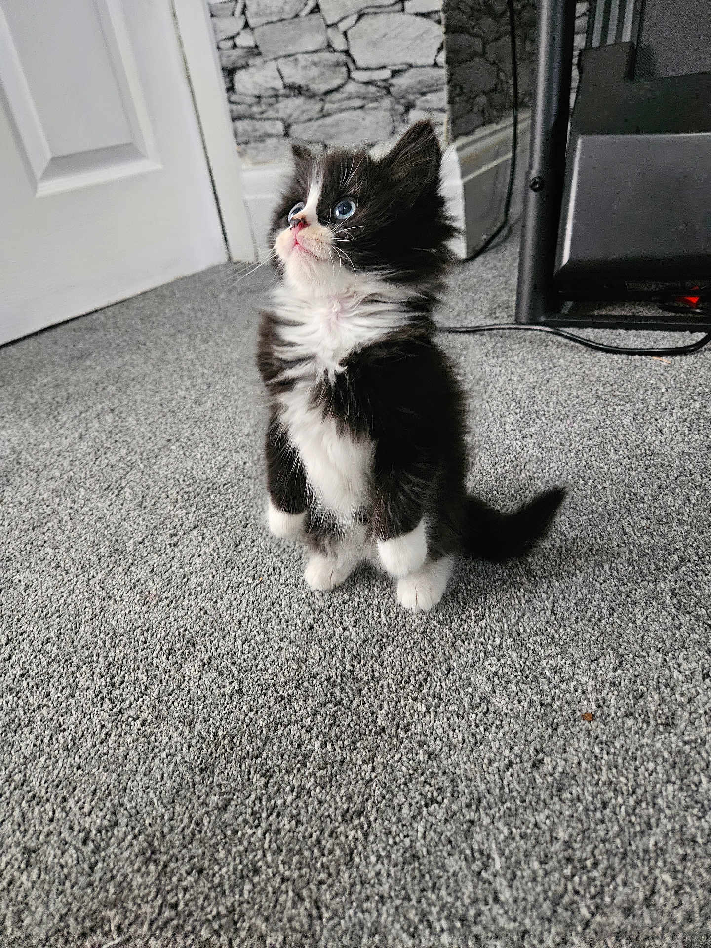 Oreo