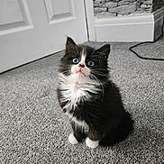 Oreo joined the competition — help win amazing prizes! kitten, cat, black_and_white, blue_eyes, fluffy, indoor, carpet, door, wall, curious, pet, animal, feline, cute, small, young, whiskers, sitting, fur, adorable