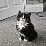 kitten, cat, black_and_white, blue_eyes, fluffy, indoor, carpet, door, wall, curious, pet, animal, feline, cute, small, young, whiskers, sitting, fur, adorable