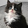 Oreo is registered to the contest to win money with this photo: kitten, cat, black_and_white, blue_eyes, fluffy, carpet, indoor, pet, animal, whiskers, curious, sitting, young, cute, feline, door, stone_wall, soft_fur, domestic_cat, portrait