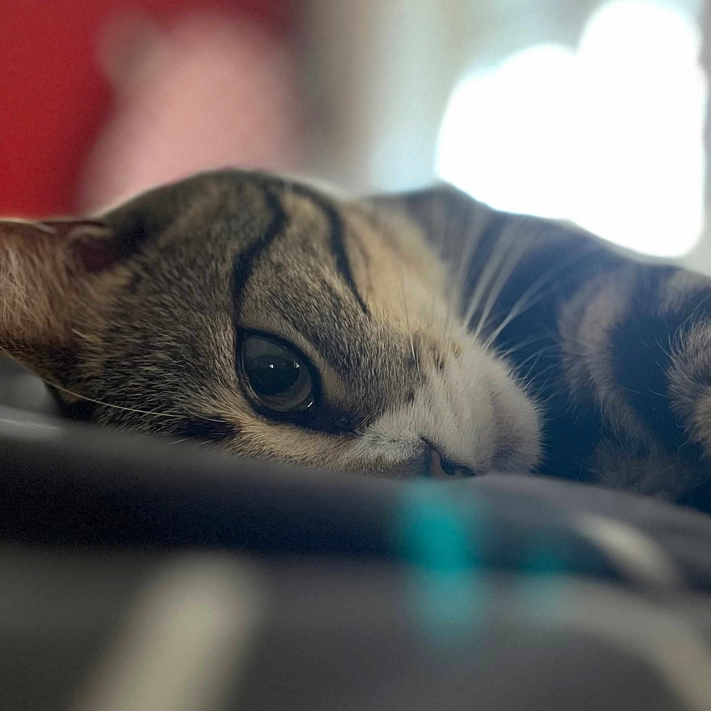 Tominou a rejoint le concours — aidez-le/la à gagner de superbes lots ! animal, blurred_background, cat, close_up, cozy, cute, domestic_cat, eye, face, fur, indoor, lying_down, mammal, pet, relaxed, resting, sleepy, soft_light, tabby, whiskers