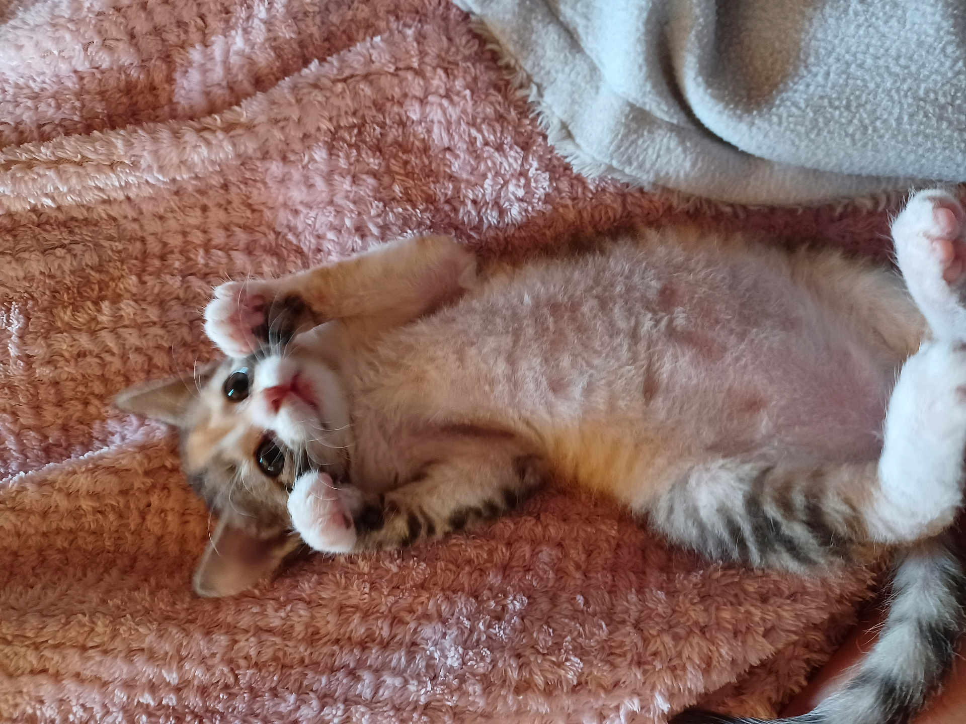 Théna participe au concours pour gagner de l'argent avec cette photo : kitten, cat, pet, cute, feline, fur, paws, blanket, pink, texture, lying_down, young_animal, indoor, cozy, small, playful, whiskers, tail, sleepy, domestic_animal