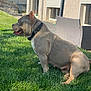 Nova participe au concours pour gagner de l'argent avec cette photo : dog, outdoor, grass, sunlight, collar, pet, canine, backyard, sitting, tongue_out, muscular, brown_coat, house, window, chair, fence, daylight, nature, animal, resting