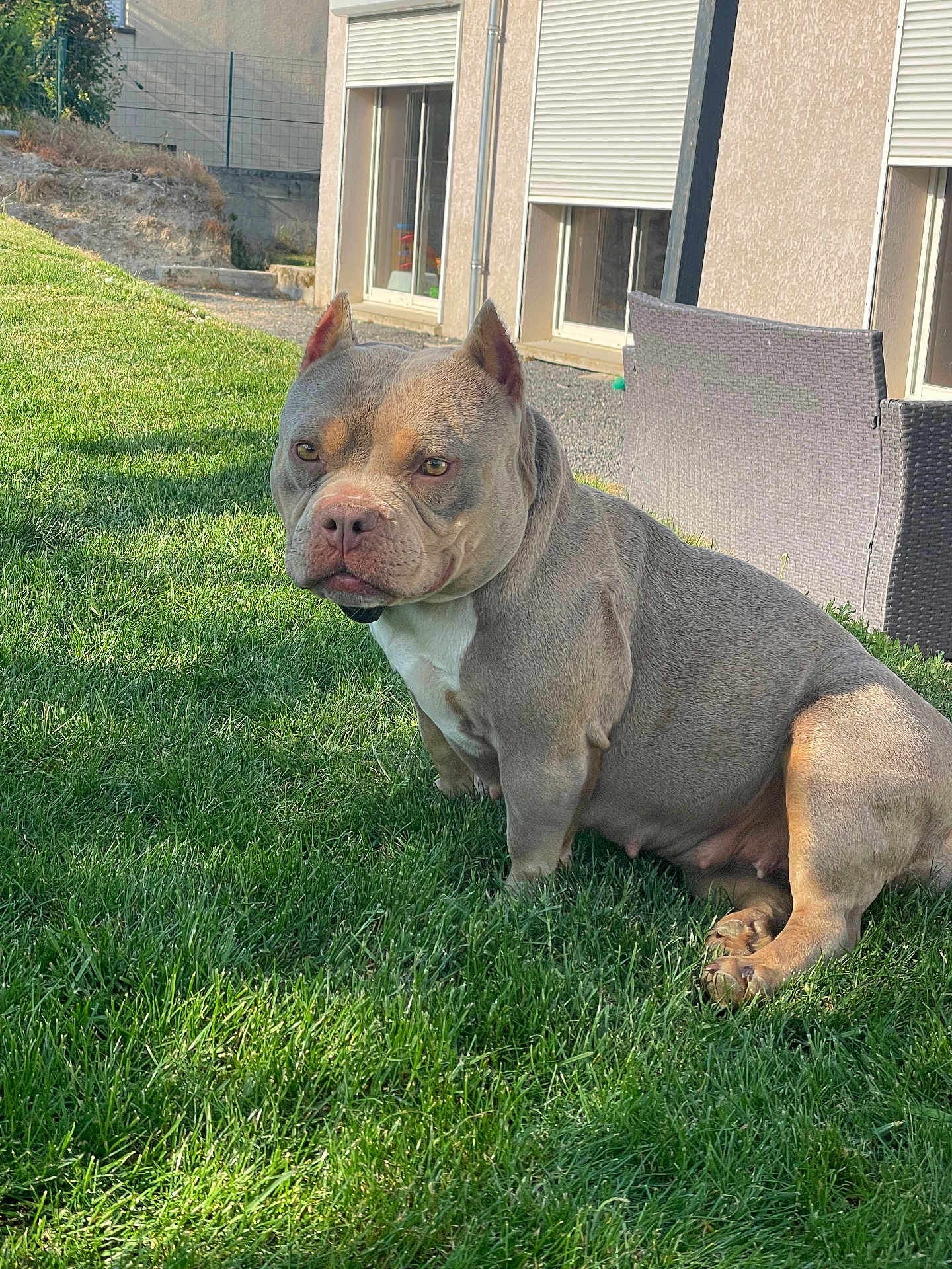 Nova
