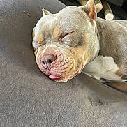 Nova participe au concours pour gagner de l'argent avec cette photo : dog, sleeping, tongue_out, close_up, pet, resting, canine, cute, indoors, fur, snout, napping, ears, cozy, relaxed, animal, brown, white, soft_surface, logs