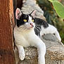 cat, black_and_white_cat, animal, pet, outdoor, stone_wall, wooden_post, relaxed, feline, whiskers, yellow_eyes, resting, nature, closeup, portrait, sunlight, paw, fur, mammal, calm