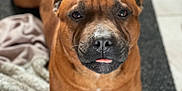 Thanos a rejoint le concours — aidez-le/la à gagner de superbes lots ! dog, brown_dog, pet, lying_down, tongue_out, indoor, blanket, carpet, floor, canine, animal, cute, furry, muzzle, ears, relaxed, portrait, looking_at_camera, domestic_animal, companion