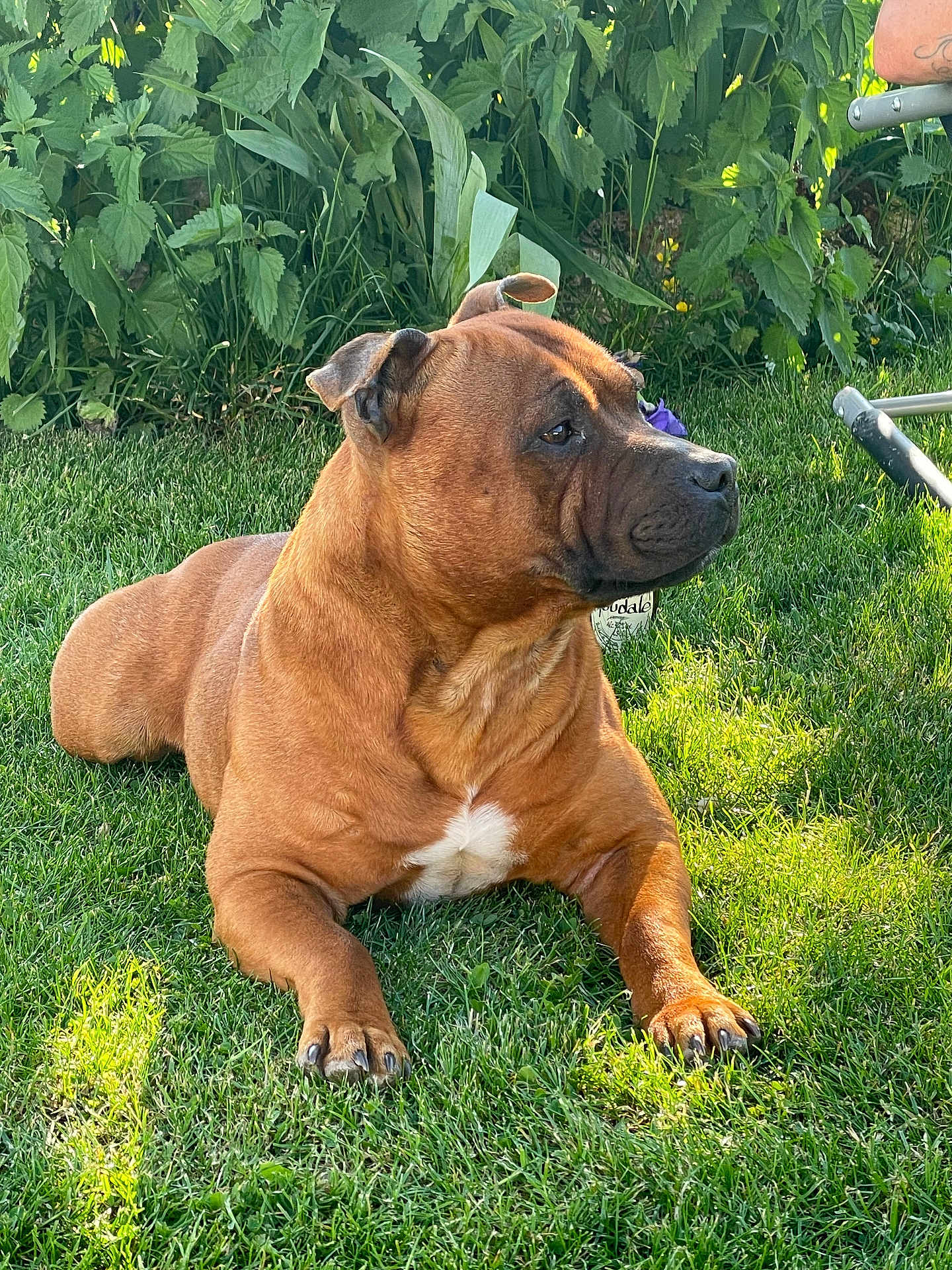 Thanos participe au concours pour gagner de l'argent avec cette photo : dog, brown_dog, grass, outdoor, sunlight, garden, greenery, pet, canine, relaxed, summer, nature, animal, fur, mammal, resting, side_view, domestic_animal, paw, ear